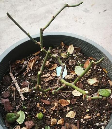 秋天给“月季”换个盆(夏天给月季换盆)-第3张图片-多多自然网 秋天给“月季”换个盆(夏天给月季换盆)-第3张图片-多多自然网