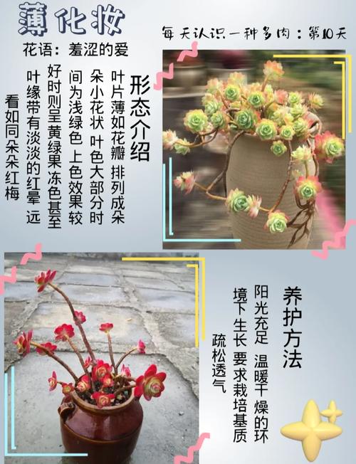 红化妆多肉怎么养(红化妆多肉徒长图片)-第1张图片-多多自然网 红化妆多肉怎么养(红化妆多肉徒长图片)-第1张图片-多多自然网