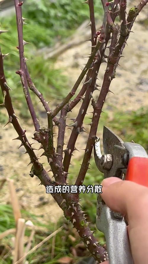 月季花冬季怎么修剪(月季花冬季怎么修剪图解)-第1张图片-多多自然网 月季花冬季怎么修剪(月季花冬季怎么修剪图解)-第1张图片-多多自然网