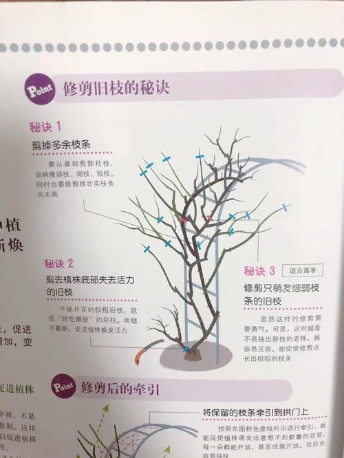 月季花冬季怎么修剪(月季花冬季怎么修剪图解)-第2张图片-多多自然网 月季花冬季怎么修剪(月季花冬季怎么修剪图解)-第2张图片-多多自然网