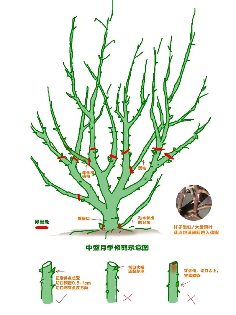 月季花冬季怎么修剪(月季花冬季怎么修剪图解)-第5张图片-多多自然网 月季花冬季怎么修剪(月季花冬季怎么修剪图解)-第5张图片-多多自然网