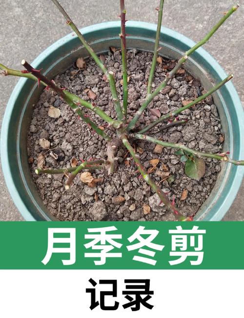 月季花冬季怎么修剪(月季花冬季怎么修剪图解)-第6张图片-多多自然网 月季花冬季怎么修剪(月季花冬季怎么修剪图解)-第6张图片-多多自然网