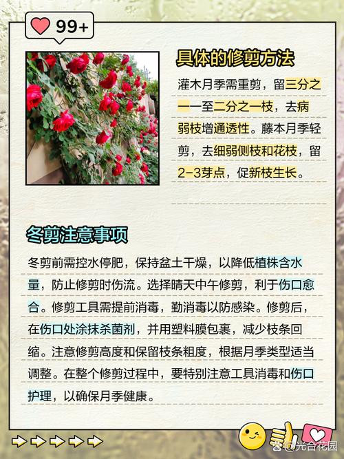 月季花冬季怎么修剪(月季花冬季怎么修剪图解)-第7张图片-多多自然网 月季花冬季怎么修剪(月季花冬季怎么修剪图解)-第7张图片-多多自然网