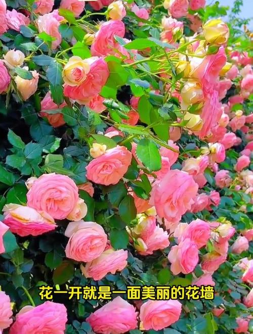 这花入秋就变开花机器(秋天开花的说说唯美的句子)-第5张图片-多多自然网 这花入秋就变开花机器(秋天开花的说说唯美的句子)-第5张图片-多多自然网
