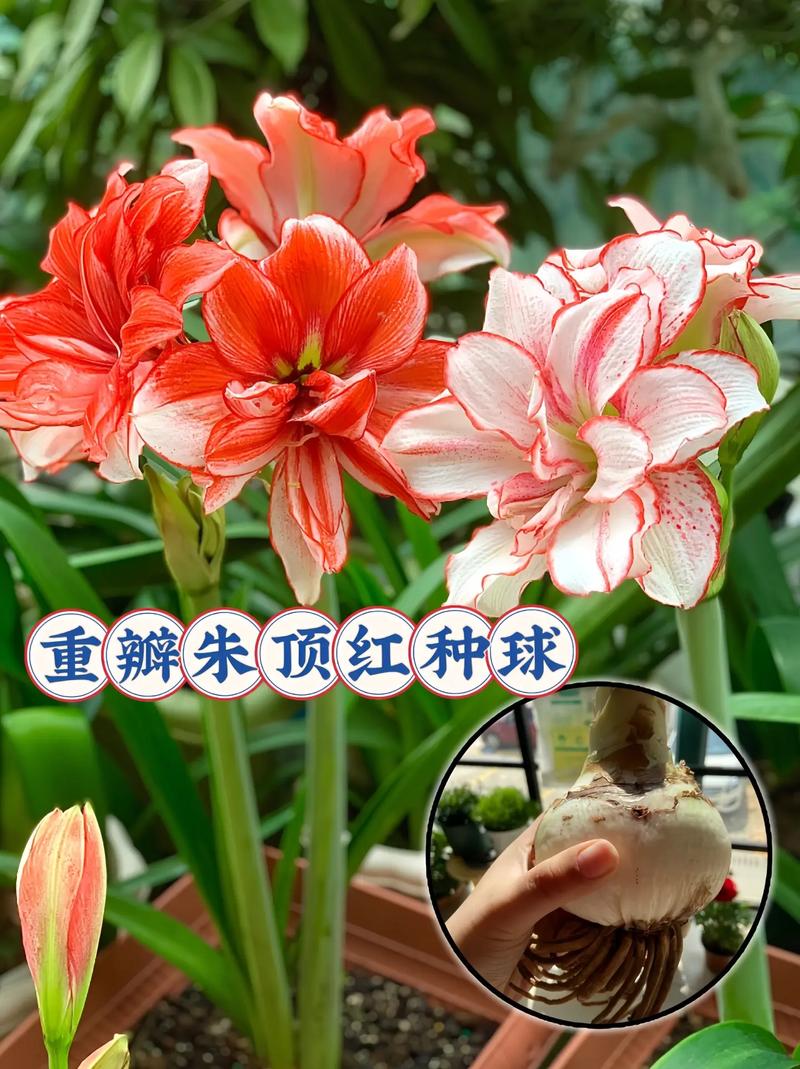 这花入秋就变开花机器(秋天开花的说说唯美的句子)-第7张图片-多多自然网 这花入秋就变开花机器(秋天开花的说说唯美的句子)-第7张图片-多多自然网