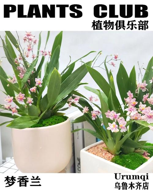 如何种植香草兰(香草兰种苗)-第1张图片-多多自然网 如何种植香草兰(香草兰种苗)-第1张图片-多多自然网