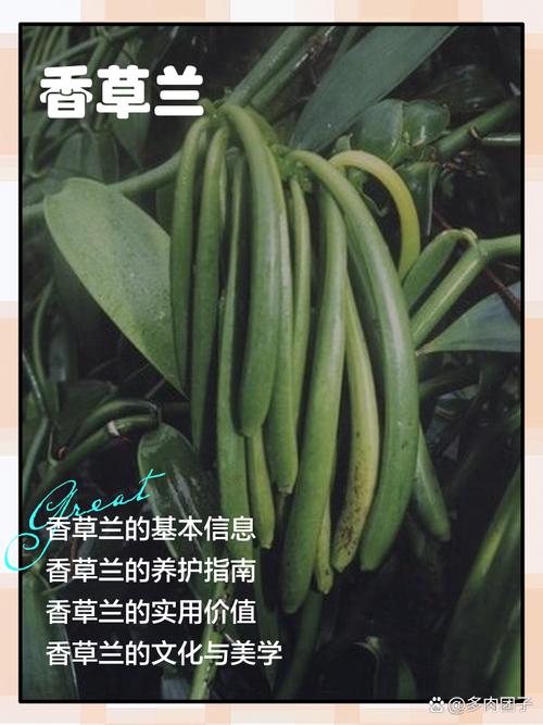 如何种植香草兰(香草兰种苗)-第3张图片-多多自然网 如何种植香草兰(香草兰种苗)-第3张图片-多多自然网