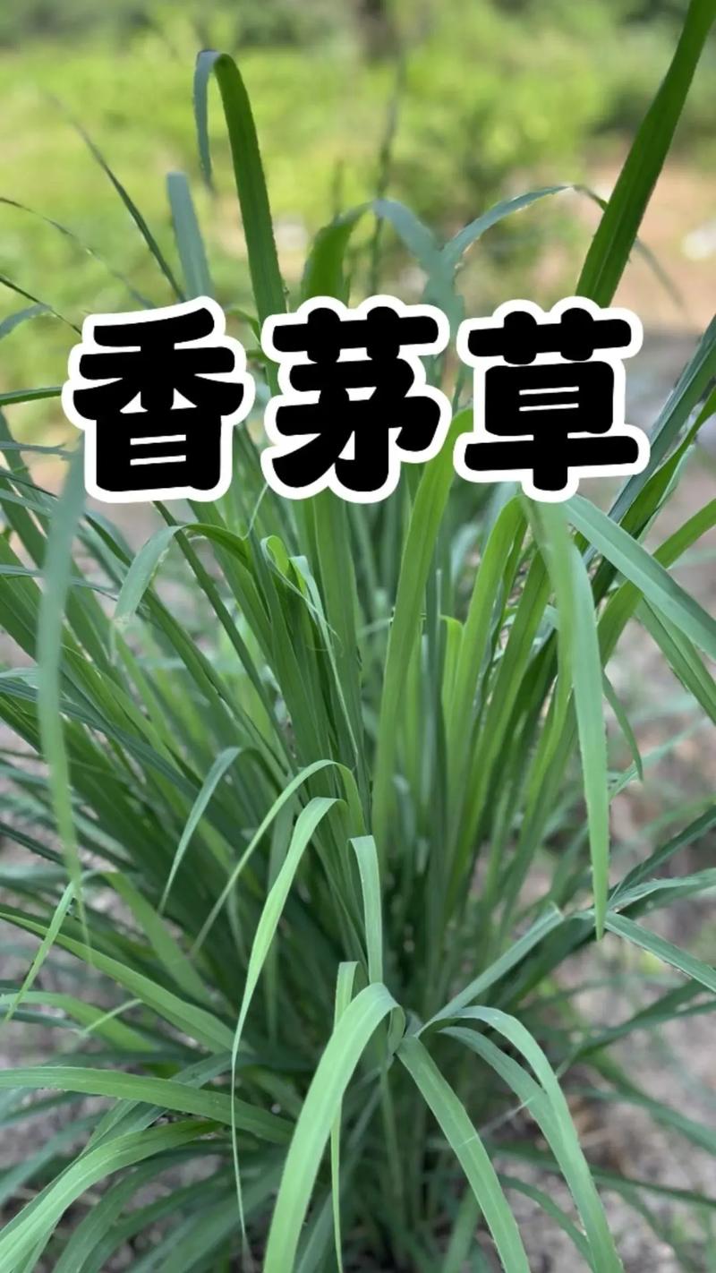 如何种植香草兰(香草兰种苗)-第7张图片-多多自然网 如何种植香草兰(香草兰种苗)-第7张图片-多多自然网