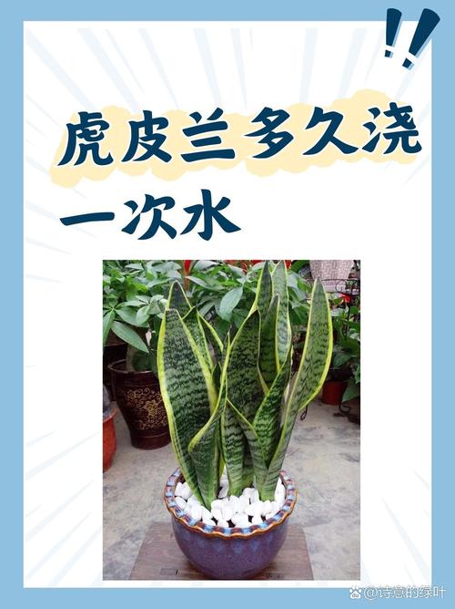 虎皮兰换盆后多久浇水(虎皮兰换盆后多久可以施肥)-第1张图片-多多自然网 虎皮兰换盆后多久浇水(虎皮兰换盆后多久可以施肥)-第1张图片-多多自然网