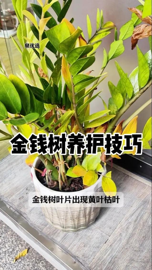 金钱树树干萎缩的原因(金钱树树干萎缩的原因是什么)-第4张图片-多多自然网 金钱树树干萎缩的原因(金钱树树干萎缩的原因是什么)-第4张图片-多多自然网