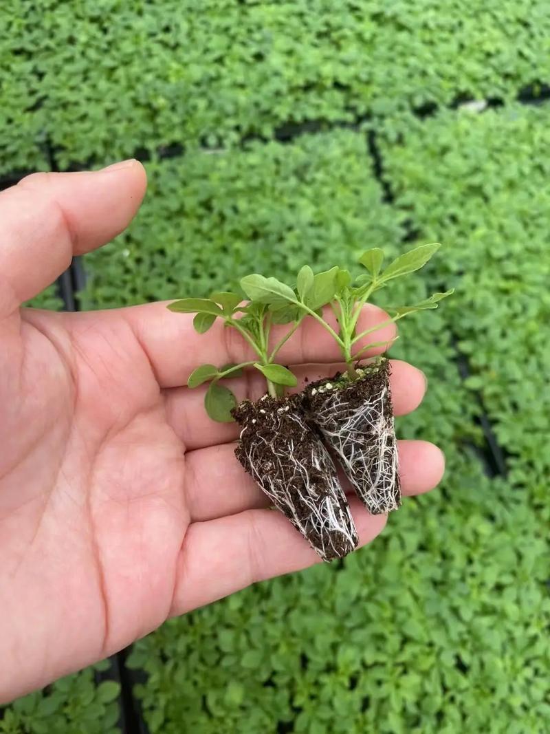 醉蝶花种子怎么种(醉蝶花种子种植时间)-第4张图片-多多自然网 醉蝶花种子怎么种(醉蝶花种子种植时间)-第4张图片-多多自然网