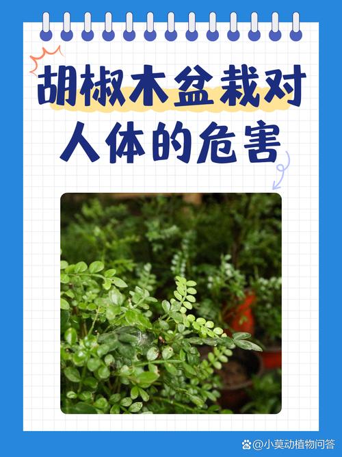 胡椒木怎么养(胡椒木适合家里养吗)-第5张图片-多多自然网 胡椒木怎么养(胡椒木适合家里养吗)-第5张图片-多多自然网
