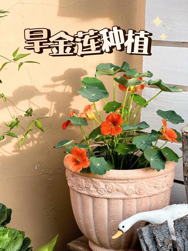 金莲花种子怎么种(金莲花怎么种植养殖方法 新闻)-第2张图片-多多自然网 金莲花种子怎么种(金莲花怎么种植养殖方法 新闻)-第2张图片-多多自然网