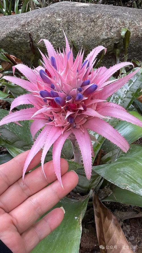 美叶光萼荷怎么催花(美叶光萼荷怎么养)-第3张图片-多多自然网 美叶光萼荷怎么催花(美叶光萼荷怎么养)-第3张图片-多多自然网