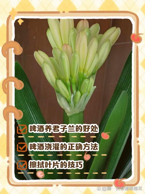 君子兰可以浇啤酒吗（君子兰可以浇啤酒吗尹口君子兰浇啤酒）-第1张图片-多多自然网