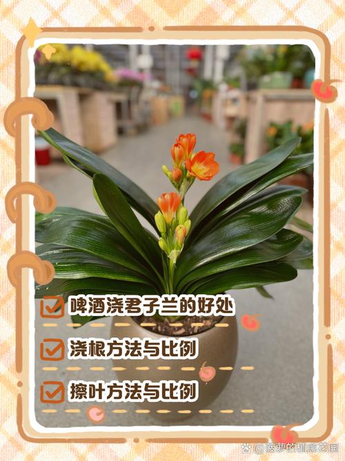 君子兰可以浇啤酒吗（君子兰可以浇啤酒吗尹口君子兰浇啤酒）-第4张图片-多多自然网