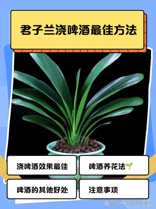 君子兰可以浇啤酒吗（君子兰可以浇啤酒吗尹口君子兰浇啤酒）-第5张图片-多多自然网