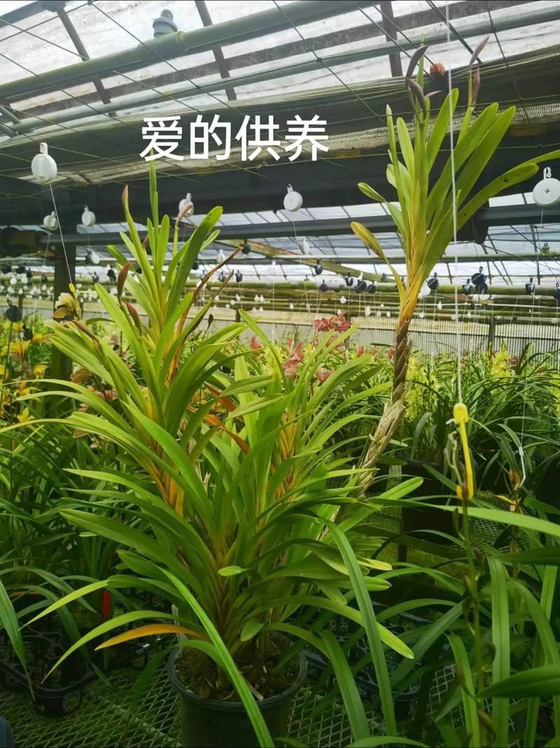 独占春冬天养殖的禁忌(独占春多少钱一苗)-第5张图片-多多自然网 独占春冬天养殖的禁忌(独占春多少钱一苗)-第5张图片-多多自然网