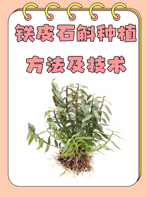 铁皮石斛种植技术(铁皮石斛种植技术和管理)-第4张图片-多多自然网 铁皮石斛种植技术(铁皮石斛种植技术和管理)-第4张图片-多多自然网