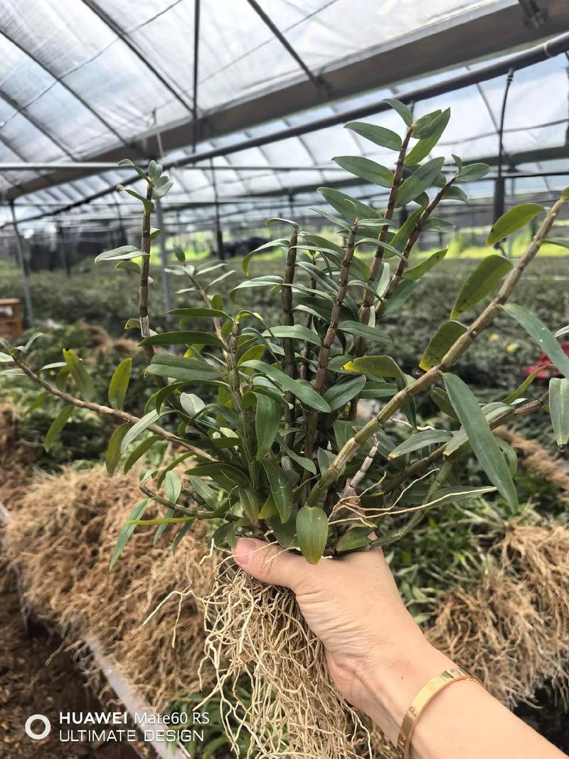 铁皮石斛种植技术(铁皮石斛种植技术和管理)-第7张图片-多多自然网 铁皮石斛种植技术(铁皮石斛种植技术和管理)-第7张图片-多多自然网