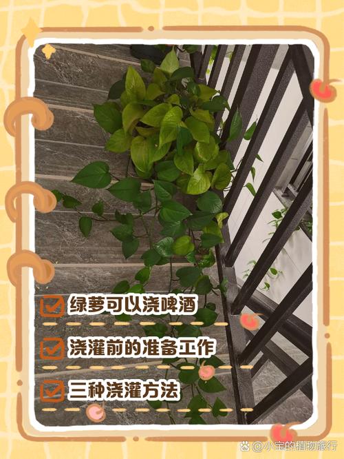 啤酒浇绿萝的正确方法(啤酒浇绿萝的正确方法,啤酒怎样发酵才能浇花)-第6张图片-多多自然网 啤酒浇绿萝的正确方法(啤酒浇绿萝的正确方法,啤酒怎样发酵才能浇花)-第6张图片-多多自然网