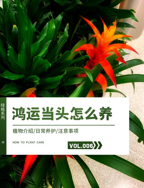 鸿运当头怎么移栽(鸿运当头移栽视频教程)-第2张图片-多多自然网 鸿运当头怎么移栽(鸿运当头移栽视频教程)-第2张图片-多多自然网