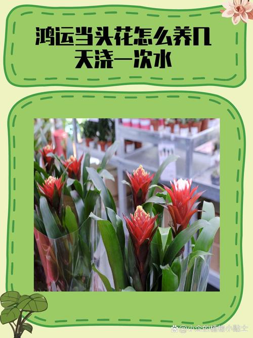 鸿运当头怎么移栽(鸿运当头移栽视频教程)-第3张图片-多多自然网 鸿运当头怎么移栽(鸿运当头移栽视频教程)-第3张图片-多多自然网