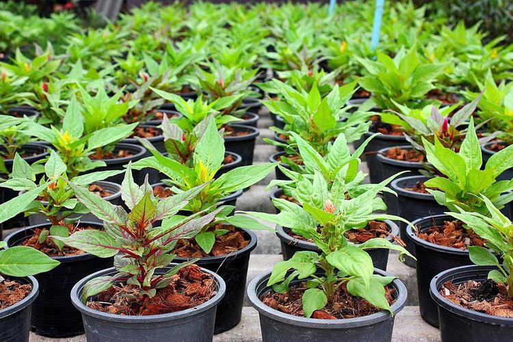 鸿运当头怎么移栽(鸿运当头移栽视频教程)-第5张图片-多多自然网 鸿运当头怎么移栽(鸿运当头移栽视频教程)-第5张图片-多多自然网