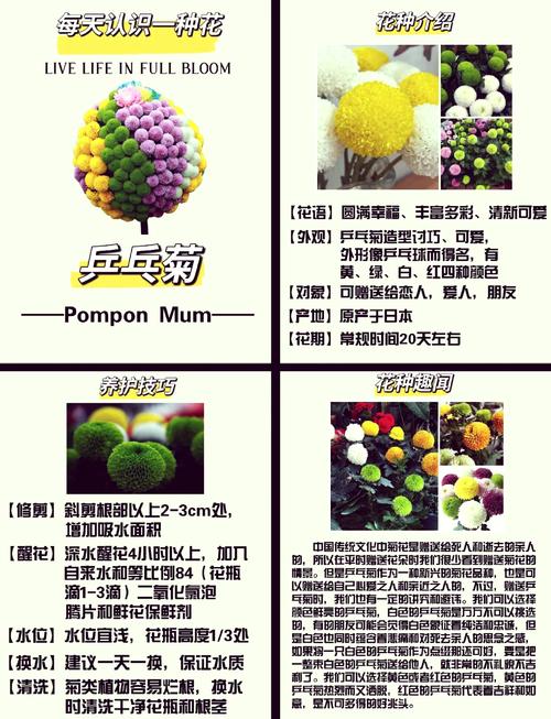 乒乓菊怎么养（乒乓菊怎么养护）-第1张图片-多多自然网