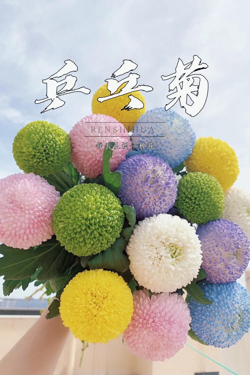 乒乓菊怎么养（乒乓菊怎么养护）-第3张图片-多多自然网