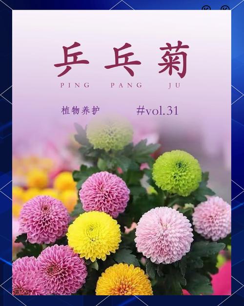 乒乓菊怎么养（乒乓菊怎么养护）-第4张图片-多多自然网