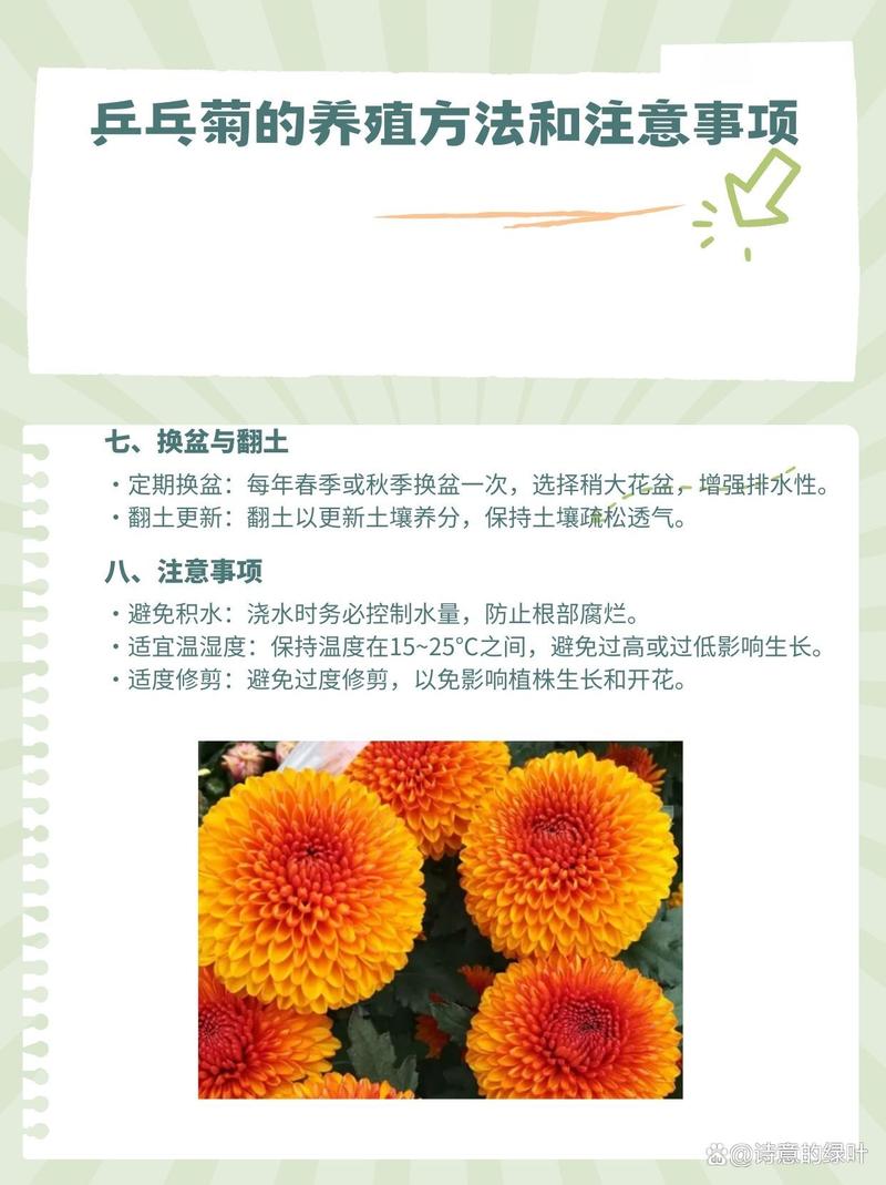 乒乓菊怎么养（乒乓菊怎么养护）-第5张图片-多多自然网