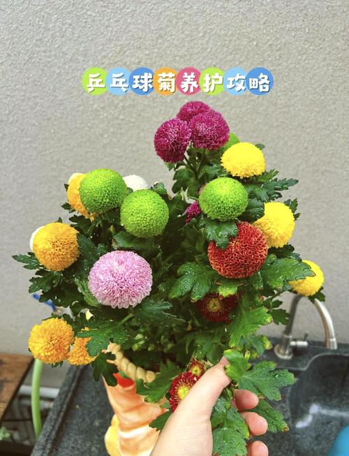 乒乓菊怎么养（乒乓菊怎么养护）-第6张图片-多多自然网