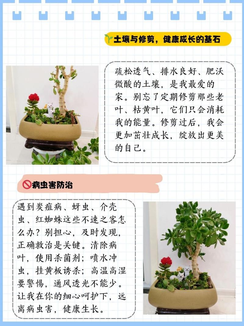 王大爷养“玉树”有妙招(玉树 养)-第2张图片-多多自然网 王大爷养“玉树”有妙招(玉树 养)-第2张图片-多多自然网