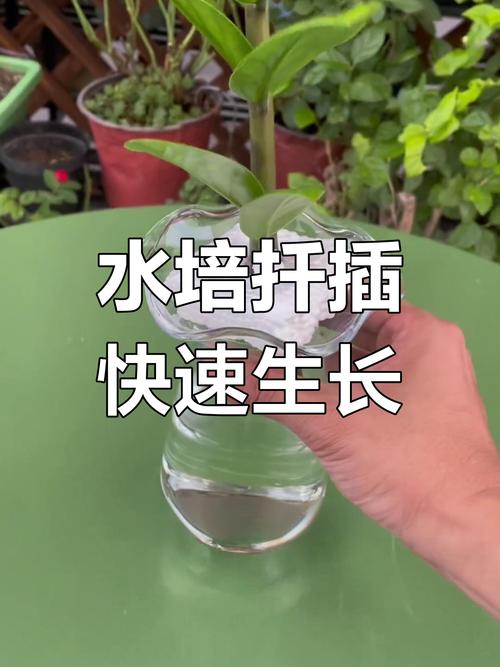怎么让金钱树快长新芽(怎样才让金钱树多长芽)-第1张图片-多多自然网 怎么让金钱树快长新芽(怎样才让金钱树多长芽)-第1张图片-多多自然网