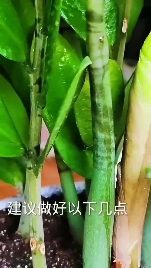 怎么让金钱树快长新芽(怎样才让金钱树多长芽)-第2张图片-多多自然网 怎么让金钱树快长新芽(怎样才让金钱树多长芽)-第2张图片-多多自然网