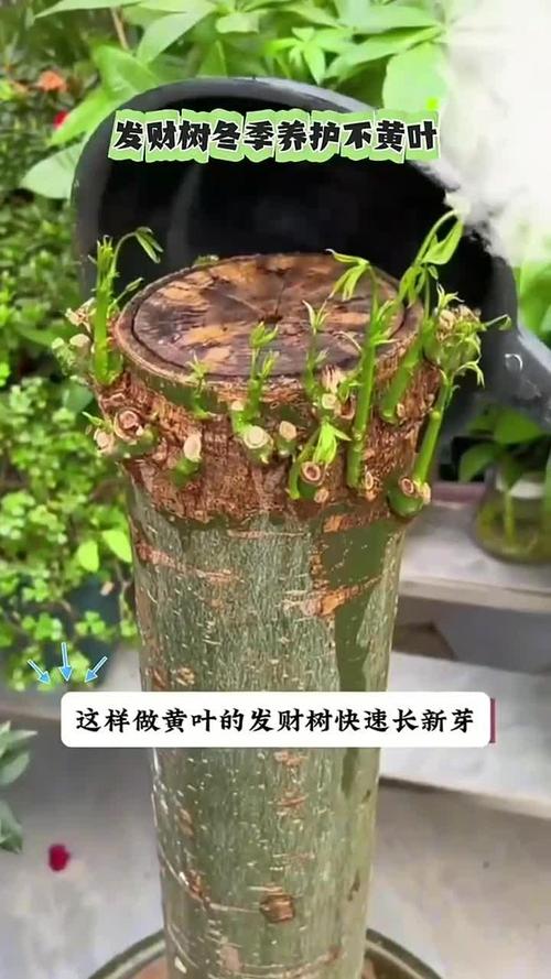 怎么让金钱树快长新芽(怎样才让金钱树多长芽)-第5张图片-多多自然网 怎么让金钱树快长新芽(怎样才让金钱树多长芽)-第5张图片-多多自然网