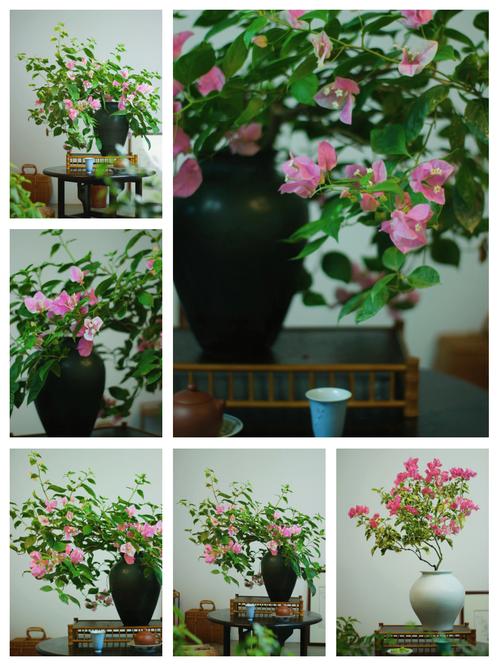 三角梅用什么土比较好(三角梅用什么土比较好?)-第2张图片-多多自然网 三角梅用什么土比较好(三角梅用什么土比较好?)-第2张图片-多多自然网