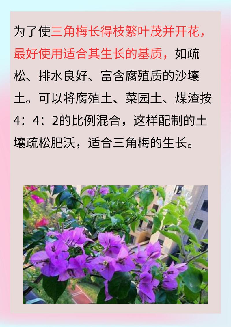 三角梅用什么土比较好(三角梅用什么土比较好?)-第3张图片-多多自然网 三角梅用什么土比较好(三角梅用什么土比较好?)-第3张图片-多多自然网