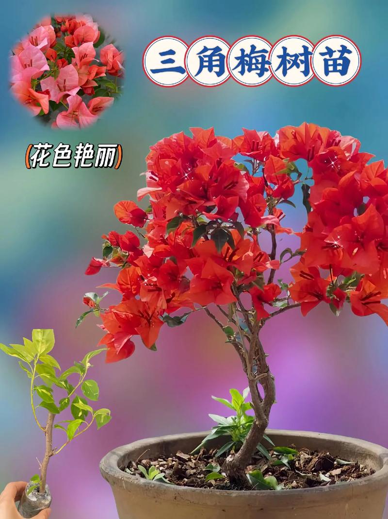 三角梅用什么土比较好(三角梅用什么土比较好?)-第4张图片-多多自然网 三角梅用什么土比较好(三角梅用什么土比较好?)-第4张图片-多多自然网