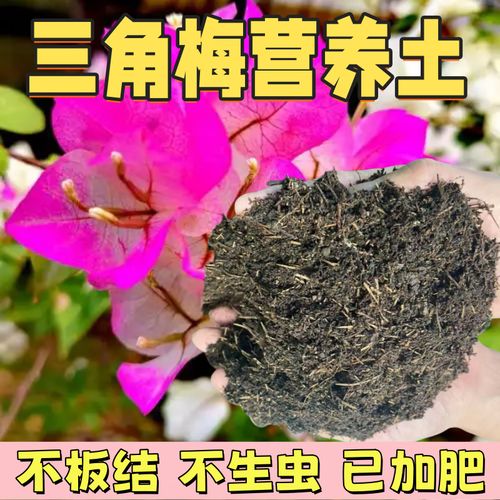 三角梅用什么土比较好(三角梅用什么土比较好?)-第6张图片-多多自然网 三角梅用什么土比较好(三角梅用什么土比较好?)-第6张图片-多多自然网