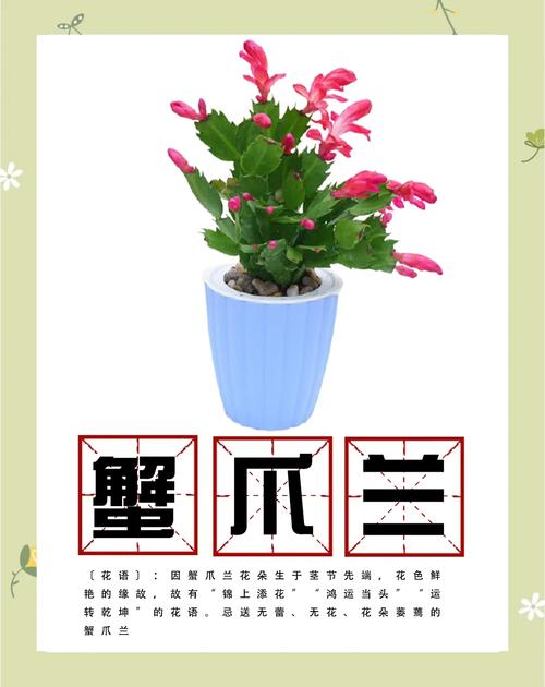 蟹爪兰夏天怎么养(蟹爪兰夏天怎么养修剪方法)-第2张图片-多多自然网 蟹爪兰夏天怎么养(蟹爪兰夏天怎么养修剪方法)-第2张图片-多多自然网