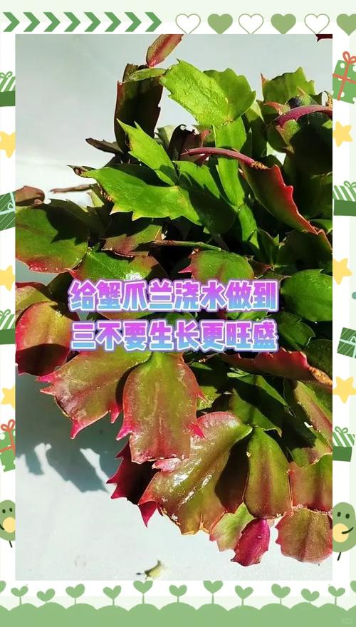 蟹爪兰夏天怎么养(蟹爪兰夏天怎么养修剪方法)-第3张图片-多多自然网 蟹爪兰夏天怎么养(蟹爪兰夏天怎么养修剪方法)-第3张图片-多多自然网