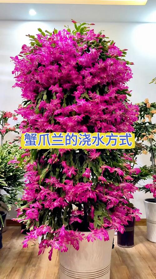 蟹爪兰夏天怎么养(蟹爪兰夏天怎么养修剪方法)-第4张图片-多多自然网 蟹爪兰夏天怎么养(蟹爪兰夏天怎么养修剪方法)-第4张图片-多多自然网