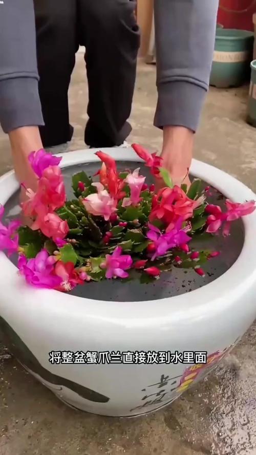 蟹爪兰夏天怎么养(蟹爪兰夏天怎么养修剪方法)-第6张图片-多多自然网 蟹爪兰夏天怎么养(蟹爪兰夏天怎么养修剪方法)-第6张图片-多多自然网