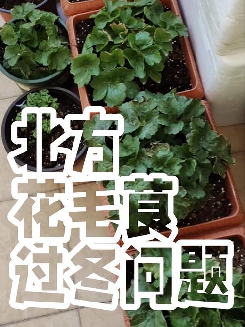 花毛茛怎么过冬(花毛茛的养殖注意事项)-第2张图片-多多自然网 花毛茛怎么过冬(花毛茛的养殖注意事项)-第2张图片-多多自然网