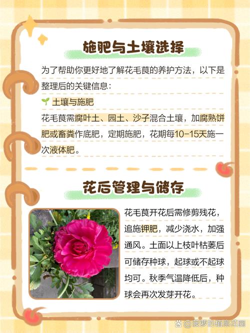 花毛茛怎么过冬(花毛茛的养殖注意事项)-第4张图片-多多自然网 花毛茛怎么过冬(花毛茛的养殖注意事项)-第4张图片-多多自然网