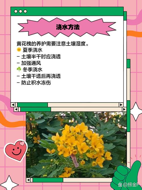 黄花槐家里怎么养(黄花槐的花可以食用吗)-第1张图片-多多自然网 黄花槐家里怎么养(黄花槐的花可以食用吗)-第1张图片-多多自然网