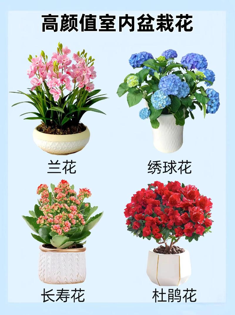 黄花槐家里怎么养(黄花槐的花可以食用吗)-第5张图片-多多自然网 黄花槐家里怎么养(黄花槐的花可以食用吗)-第5张图片-多多自然网