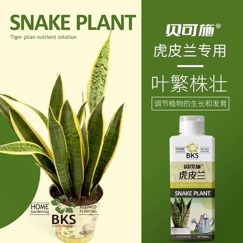 虎皮兰施什么肥好(虎皮兰该施什么肥)-第4张图片-多多自然网 虎皮兰施什么肥好(虎皮兰该施什么肥)-第4张图片-多多自然网